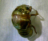 �Z�~�̉H��